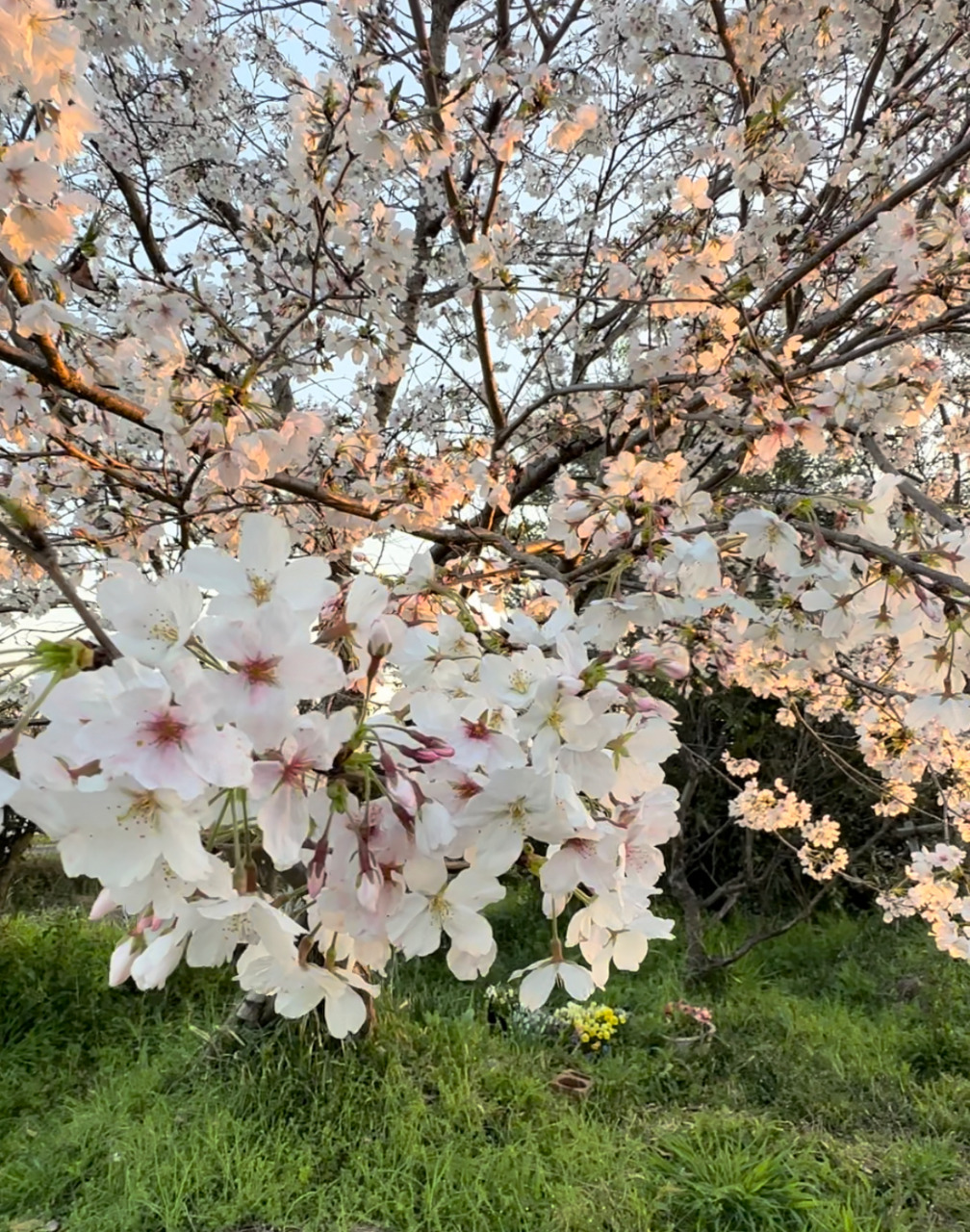 当教室のスタジオの桜も満開