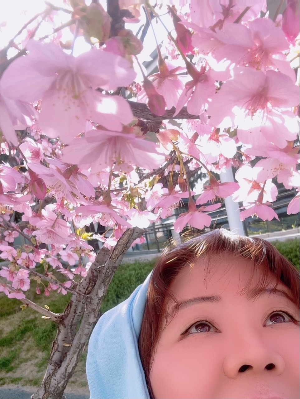 ガネーシャ桜2